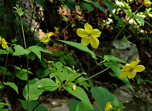 image of Steironema tonsum, Southern Loosestrife, Appalachian Loosestrife