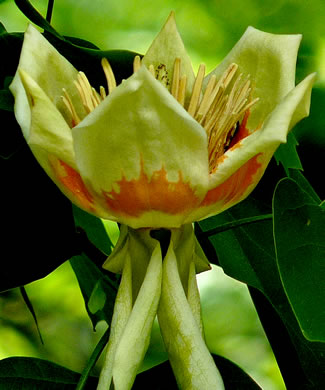 image of Liriodendron tulipifera var. tulipifera, Tulip-tree, Yellow Poplar, Whitewood