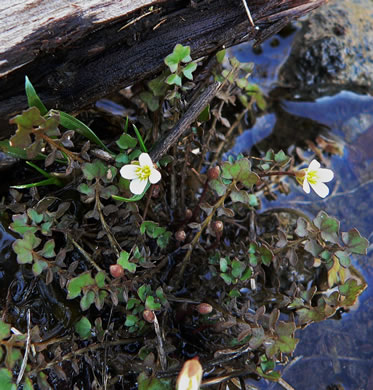 image of Leavenworthia uniflora, Michaux's Glade-cress