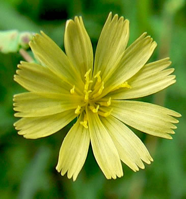 image of Lactuca serriola, Prickly Lettuce