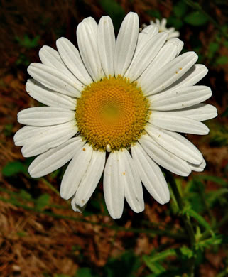 image of Leucanthemum vulgare, Oxeye Daisy, Common Daisy