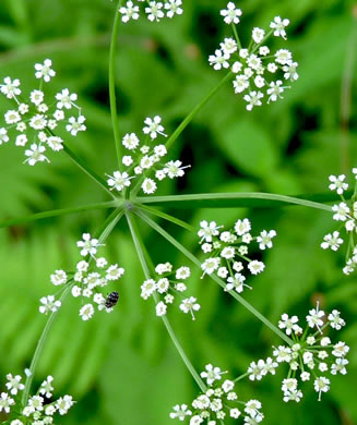 image of Ligusticum canadense, American Lovage