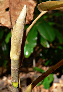 image of Magnolia macrophylla, Bigleaf Magnolia, Large-leaved Magnolia, Umbrella Tree