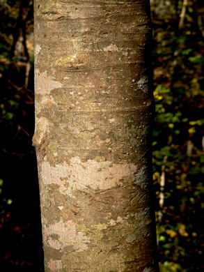 image of Magnolia macrophylla, Bigleaf Magnolia, Large-leaved Magnolia, Umbrella Tree