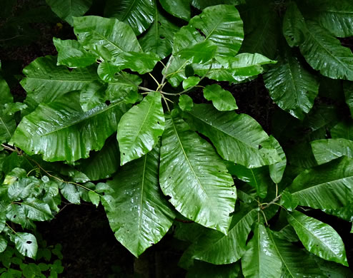 image of Magnolia macrophylla, Bigleaf Magnolia, Large-leaved Magnolia, Umbrella Tree