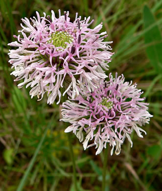 image of Marshallia angustifolia, Grassleaf Barbara's-buttons, Gulf Coast Barbara's-buttons