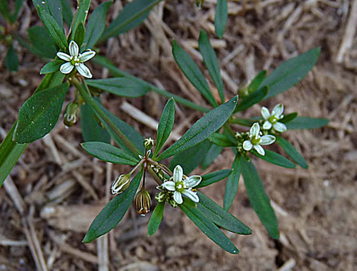 image of Mollugo verticillata, Carpetweed, Indian-chickweed, Green Carpetweed