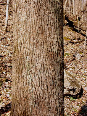 image of Magnolia acuminata var. acuminata, Cucumber Magnolia, Cucumber-tree