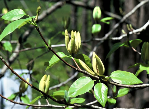 image of Magnolia acuminata var. acuminata, Cucumber Magnolia, Cucumber-tree