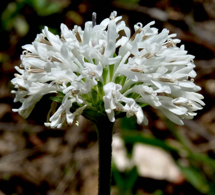 image of Marshallia obovata var. obovata, Piedmont Barbara's-buttons, Spoon-leaved Barbara's-buttons, Spoon-shaped Barbara's-buttons