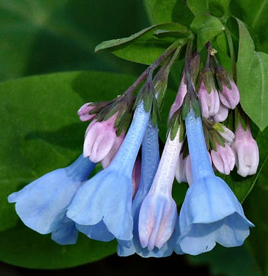 image of Mertensia virginica, Virginia Bluebells, Virginia Cowslip