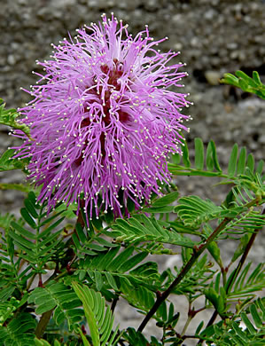 image of Mimosa strigillosa, Mimosa Vine, Sensitive Vine, Powderpuff Mimosa, Vergonzosa