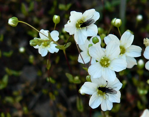 Piedmont Sandwort