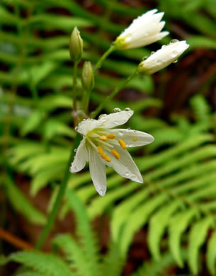 image of Nothoscordum bivalve, False Garlic, Grace Garlic