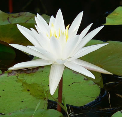 image of Nymphaea odorata ssp. odorata, Fragrant White Water-lily, American Water-lily, Sweet Water-lily, White Water-lily