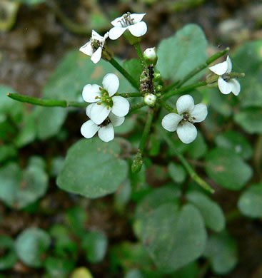 image of Nasturtium officinale, Watercress