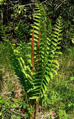 image of Osmundastrum cinnamomeum, Cinnamon Fern