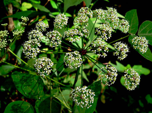 image of Oxypolis rigidior, Cowbane, Pig-potato, Stiff Cowbane