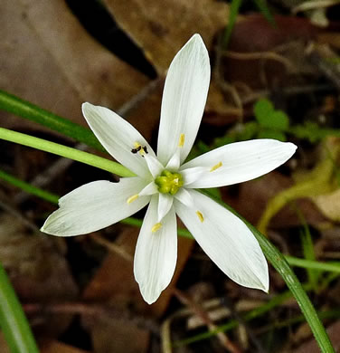 Ornithogalum umbellatum, Garden Star-of-Bethlehem, Snowflake, Nap-at-noon