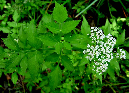 Oenanthe javanica, Water Celery, Water Parsley, Java Dropwort, Seri