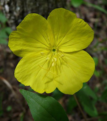 image of Oenothera fruticosa var. fruticosa, Narrowleaf Sundrops