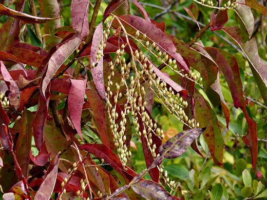 image of Oxydendrum arboreum, Sourwood, Sorrel-tree