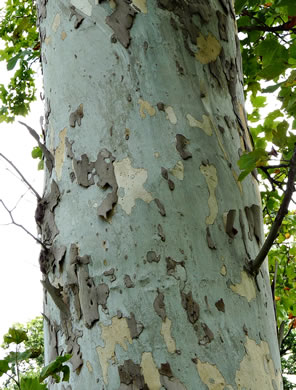 image of Platanus ×hispanica, London Planetree