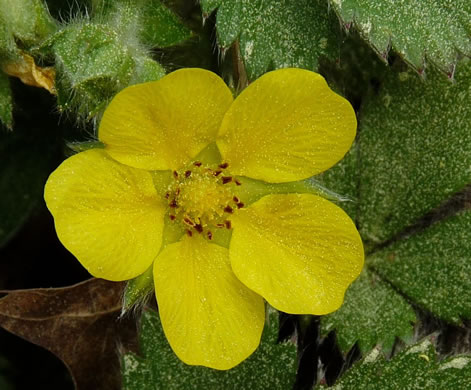 Potentilla canadensis, Dwarf Cinquefoil, Running Five-fingers