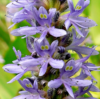 image of Pontederia cordata var. cordata, Heartleaf Pickerelweed, Wampee