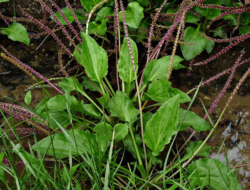 Plantago cordata, Heartleaf Plantain, King-root