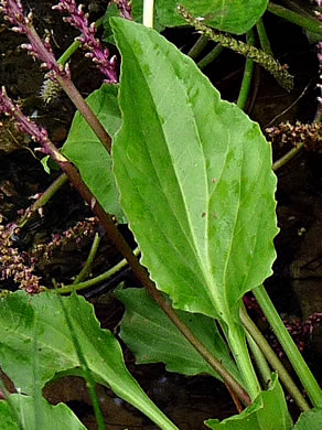 Plantago cordata, Heartleaf Plantain, King-root