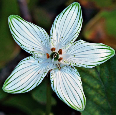 image of Parnassia grandifolia, Bigleaf Grass-of-Parnassus, Limeseep Parnassia