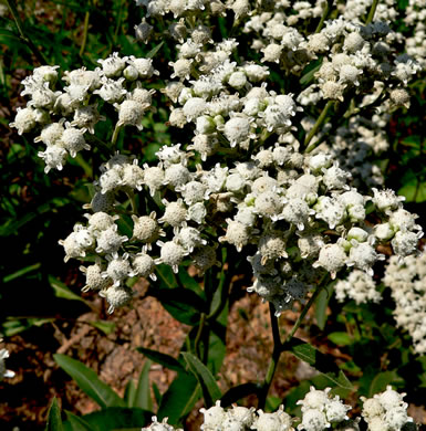 image of Parthenium integrifolium var. integrifolium, Common Wild Quinine