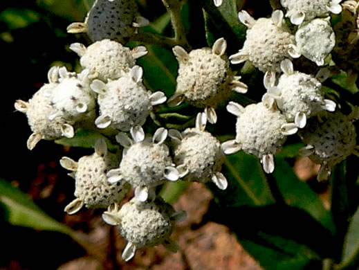 Common Wild Quinine