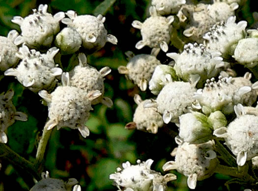 image of Parthenium integrifolium var. integrifolium, Common Wild Quinine