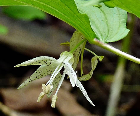 image of Prosartes maculata, Spotted Mandarin, Nodding Mandarin