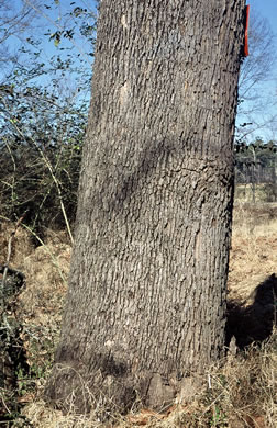 image of Platanus occidentalis var. occidentalis, American Sycamore, Planetree