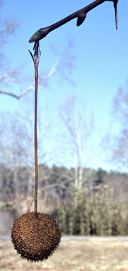 image of Platanus occidentalis var. occidentalis, American Sycamore, Planetree