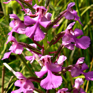 image of Platanthera peramoena, Purple Fringeless Orchid, Purple Spire Orchid, Pride-of-the-peak