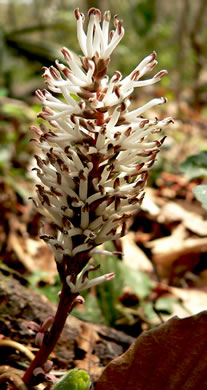 image of Pachysandra procumbens, Allegheny-spurge, Mountain Pachysandra