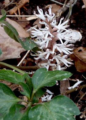 Allegheny-spurge