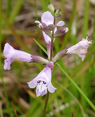 image of Physostegia purpurea, Savanna Obedient-plant, Eastern False Dragonhead