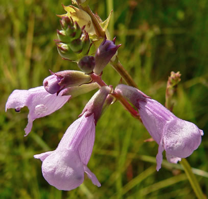 image of Physostegia purpurea, Savanna Obedient-plant, Eastern False Dragonhead