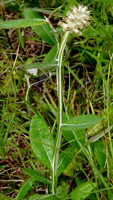 Black Snakeroot