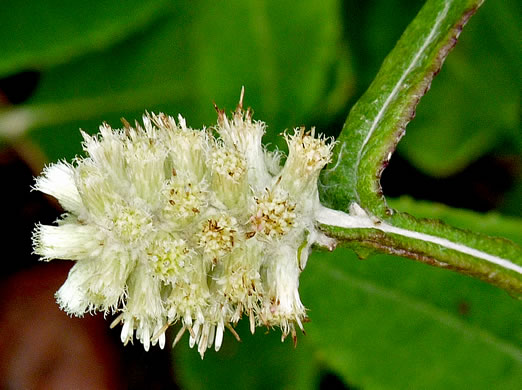 image of Pterocaulon pycnostachyum, Black Snakeroot, Dense-spike Blackroot, Pineland Wingstem