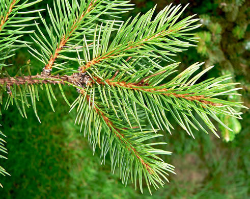 image of Picea rubens, Red Spruce, He Balsam