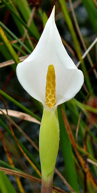 White Arrow-arum