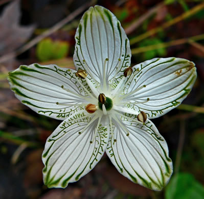 image of Parnassia grandifolia, Bigleaf Grass-of-Parnassus, Limeseep Parnassia