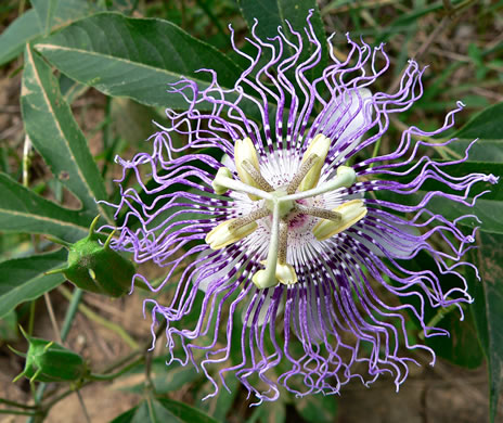 image of Passiflora incarnata, Purple Passionflower, Maypop