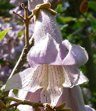 image of Paulownia tomentosa, Princess Tree, Empress Tree, Royal Paulownia